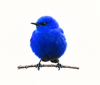Emblème de l’Oiseau Bleu — Éditions du Grandala