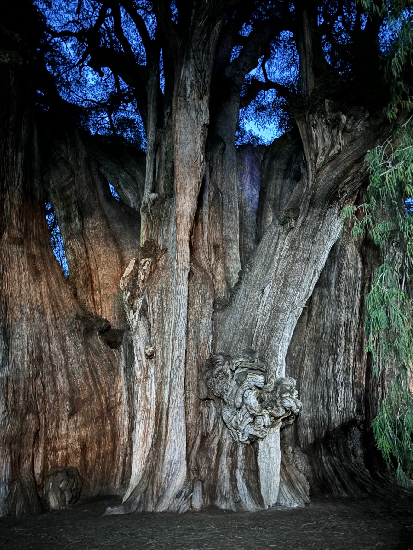 Tronc de l'Árbol del Tule, Oaxaca, Mexique