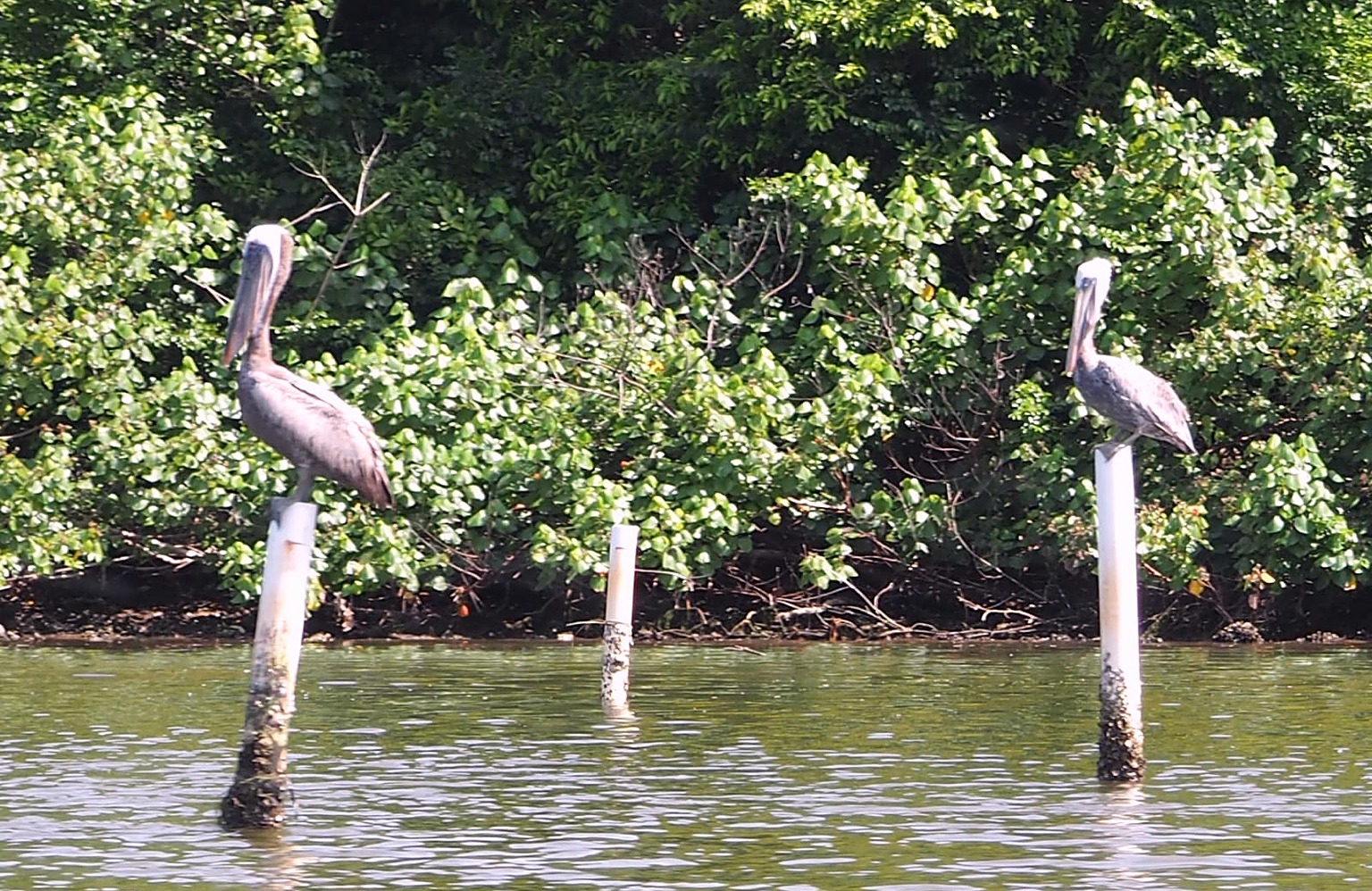 Two pelicans perched on white posts in the water, a third post stands empty between them