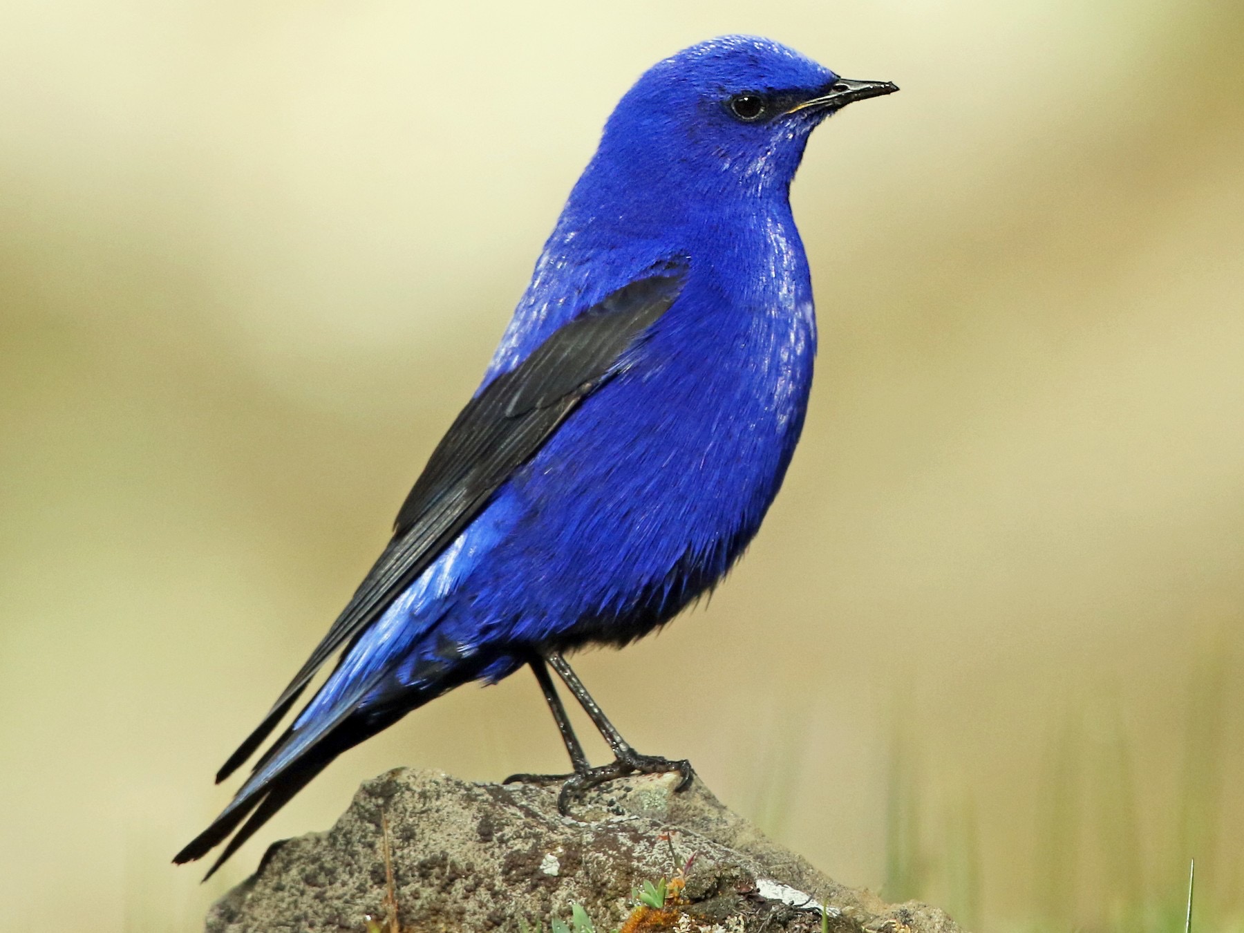 Grandala bleu perché sur un rocher