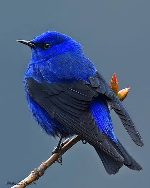 Blue Grandala perched on a branch, in the wild
