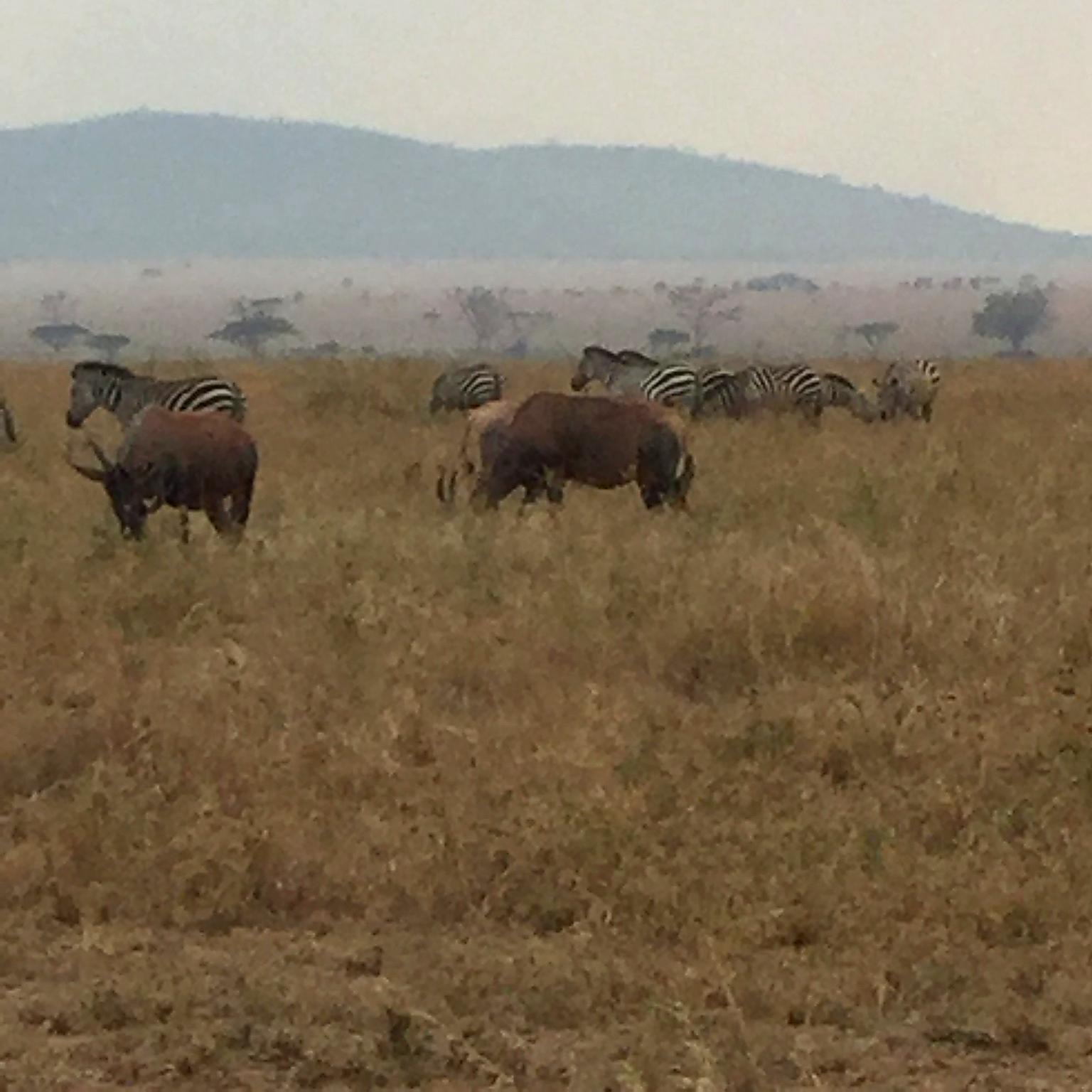 Zebras and antelopes grazing together in the Serengeti savanna